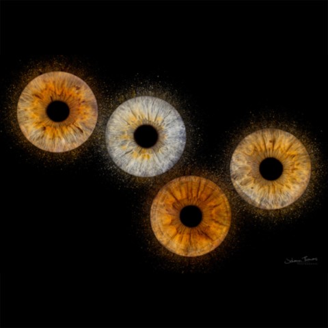 Photo d'iris Quatuor